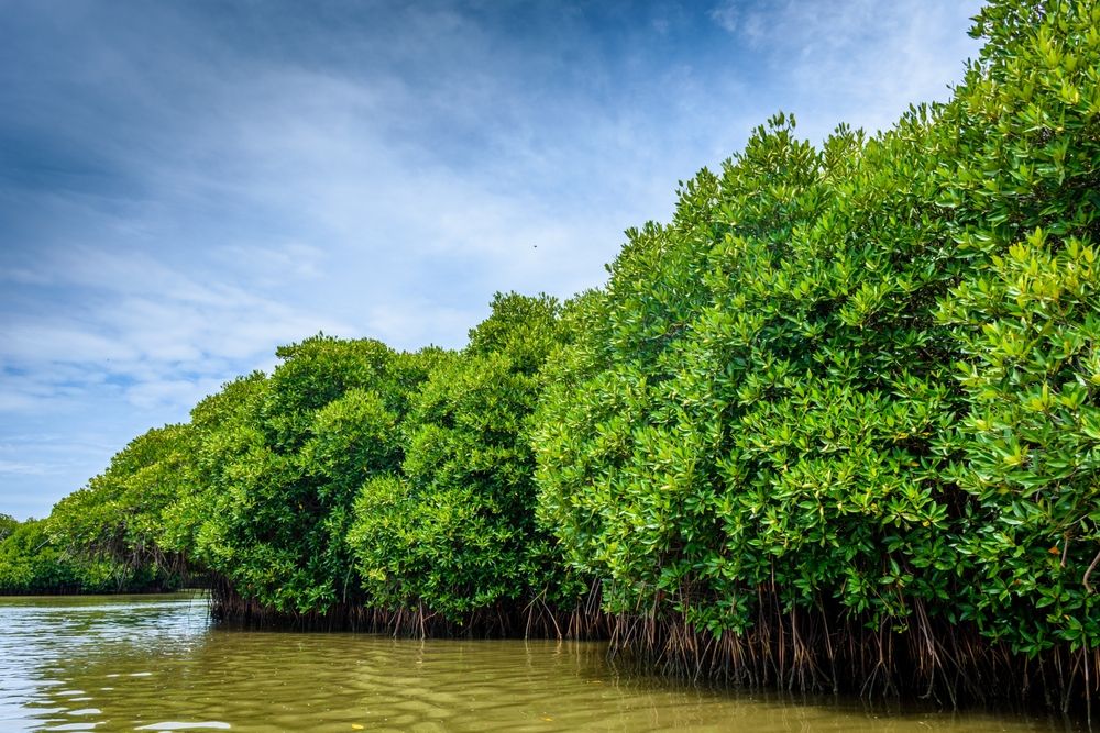 Pichavaram Mangrove Forests