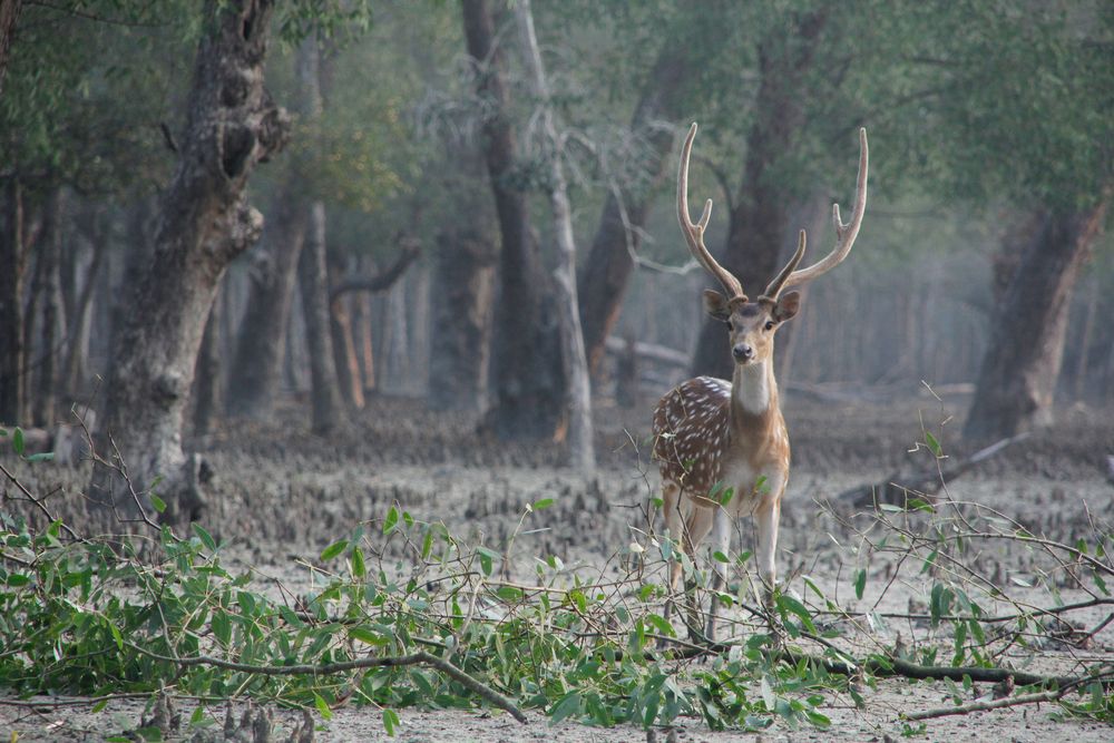 Spotted male deer in the Sundarbans national park
